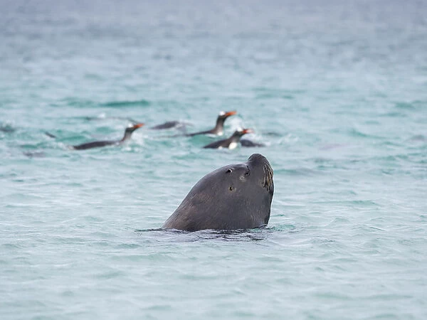 Young southern sea lion bull hunting for Gentoo penguins