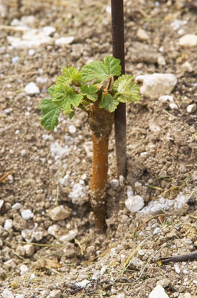 a very young vine first year after plantation in sandy soil at the experimental vineyard