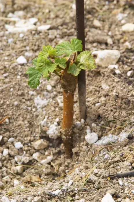 Framed Print : a very young vine first year after plantation in sandy soil at the experimental vineyard Framed Print : a very young vine first year after plantation in sandy soil at the experimental vineyard