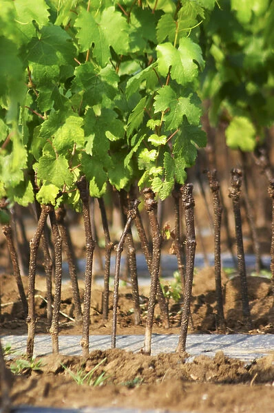 Young vines in a row closely planted. Fidal vine nursery and winery, Zejmen, Lezhe