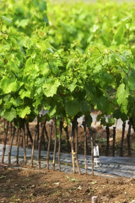 Framed Print : Young vines in a row closely planted. Fidal vine nursery and winery, Zejmen, Lezhe Framed Print : Young vines in a row closely planted. Fidal vine nursery and winery, Zejmen, Lezhe