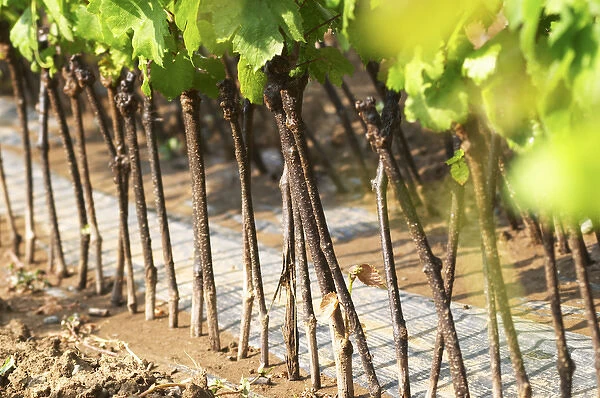 Young vines in a row closely planted. Detail of the stems and the graft cut location