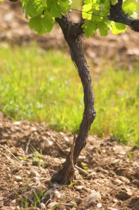 Framed Print : Young vines in the vineyard on the typical sandy pepply (galets) soil in Crozes Hermitage Framed Print : Young vines in the vineyard on the typical sandy pepply (galets) soil in Crozes Hermitage