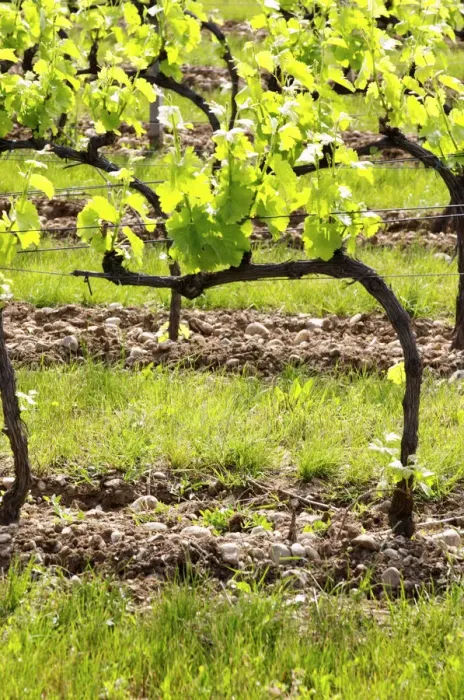 Framed Print : Young vines in the vineyard on the typical sandy pepply (galets) soil in Crozes Hermitage