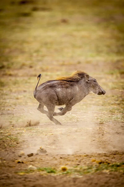 A young warthog kicks up dust as it runs