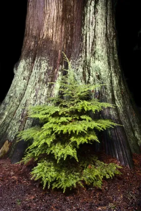 Framed Print : Young western hemlock, Tsuga heterophylla, and western red cedar, Thuja plicata, Stanley Park Framed Print : Young western hemlock, Tsuga heterophylla, and western red cedar, Thuja plicata, Stanley Park