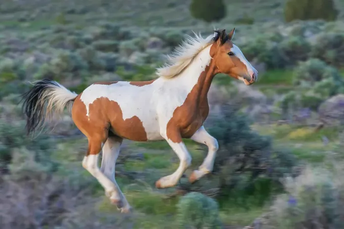 Framed Print : Young wild mustang playfully running through the sage brush Framed Print : Young wild mustang playfully running through the sage brush