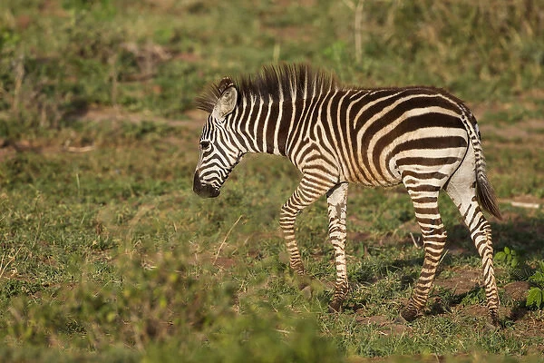 Young zebra, brown stripes, walks through grassy floodplain, red dirt on its legs and belly