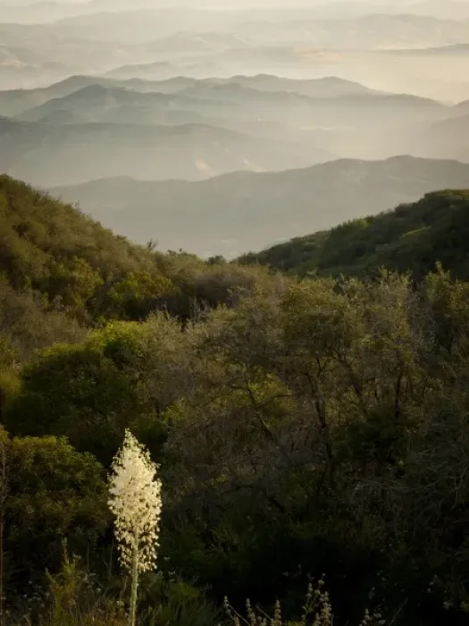 Framed Print : Yucca in chaparral, Santa Monica Mountains, California Framed Print : Yucca in chaparral, Santa Monica Mountains, California