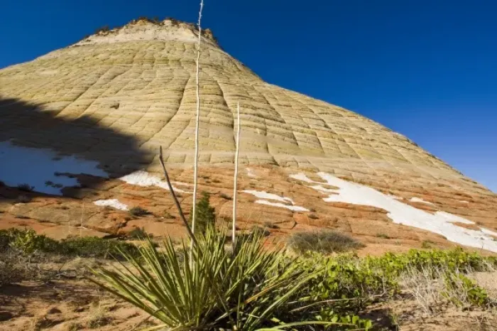 Framed Print : Yucca in front of Checkerboard Mesa in Zion National Park in Utah