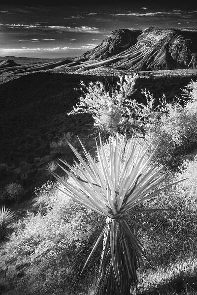 Yucca plant and desert landscape, Mojave Desert, California