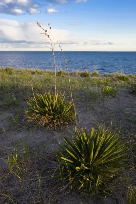Framed Print : Yucca plants on Long Beach in Stratford, Connecticut. Adjacent to the Great Meadows Framed Print : Yucca plants on Long Beach in Stratford, Connecticut. Adjacent to the Great Meadows