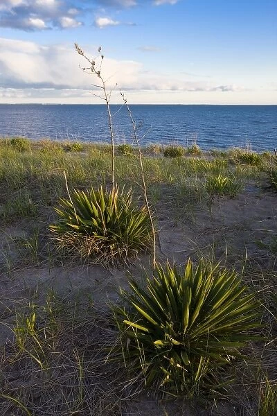 Yucca plants on Long Beach in Stratford, Connecticut. Adjacent to the Great Meadows