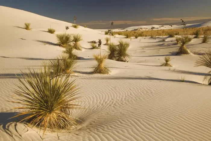 Framed Print : Yucca plants at sunset, White Sands National Monument, New Mexico Framed Print : Yucca plants at sunset, White Sands National Monument, New Mexico