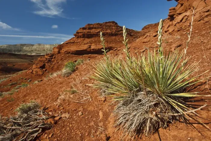 Framed Print : yucca on red soil in canyonlands on northern Wyoming, USA, June Framed Print : yucca on red soil in canyonlands on northern Wyoming, USA, June