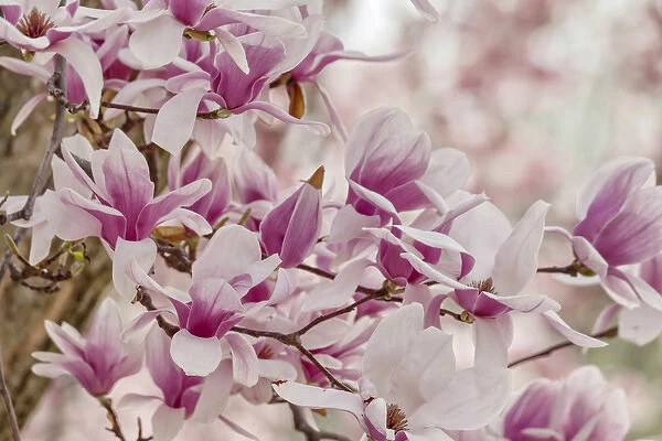 Yulan Magnolia tree blossoms, Louisville, Kentucky