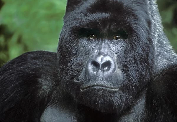 Zaire, Virungas National Park. Portrait of wild silverback mountain gorilla