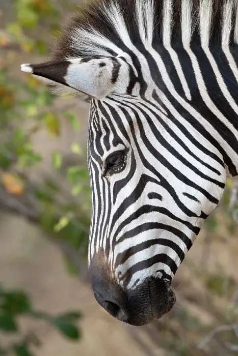 Framed Print : Zambia, South Luangwa National Park. Crawshay's zebra face detail