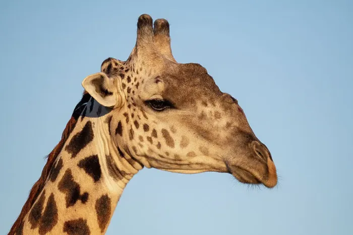 Framed Print : Zambia, South Luangwa National Park. Thornicroft's giraffe endemic to Luangwa Framed Print : Zambia, South Luangwa National Park. Thornicroft's giraffe endemic to Luangwa