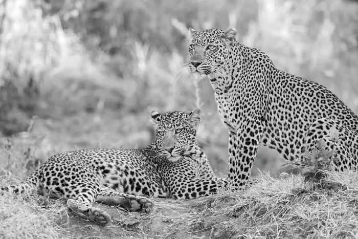 Framed Print : Zambia, South Luangwa National Park. Mother leopard with grown male cub Framed Print : Zambia, South Luangwa National Park. Mother leopard with grown male cub