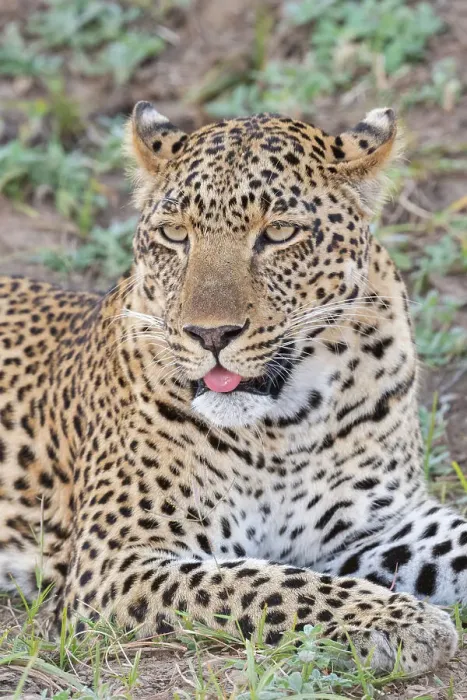 Framed Print : Zambia, South Luangwa National Park. Lone male African leopard