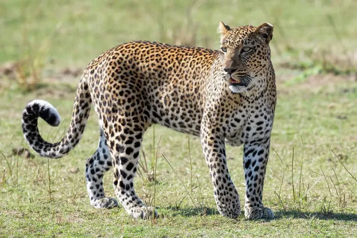 Framed Print : Zambia, South Luangwa National Park. African leopard