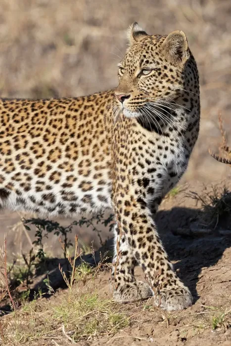 Framed Print : Zambia, South Luangwa National Park. Female leopard Framed Print : Zambia, South Luangwa National Park. Female leopard