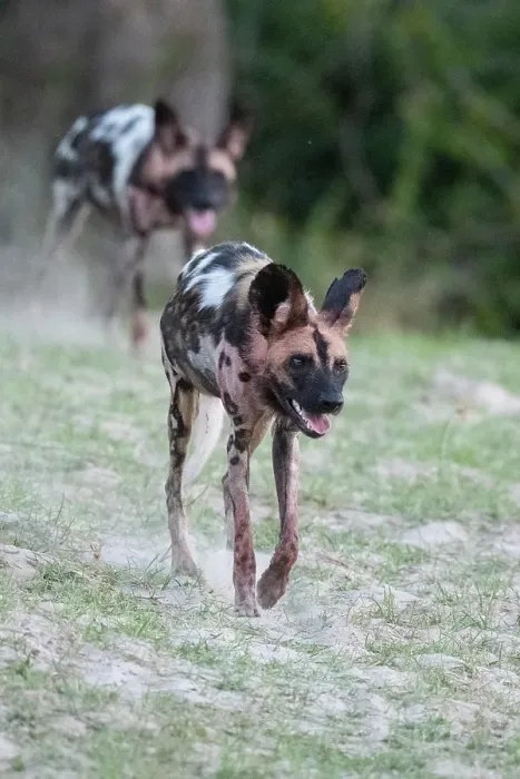 Framed Print : Zambia, South Luangwa National Park. African wild dog from the Manzi Pack Framed Print : Zambia, South Luangwa National Park. African wild dog from the Manzi Pack