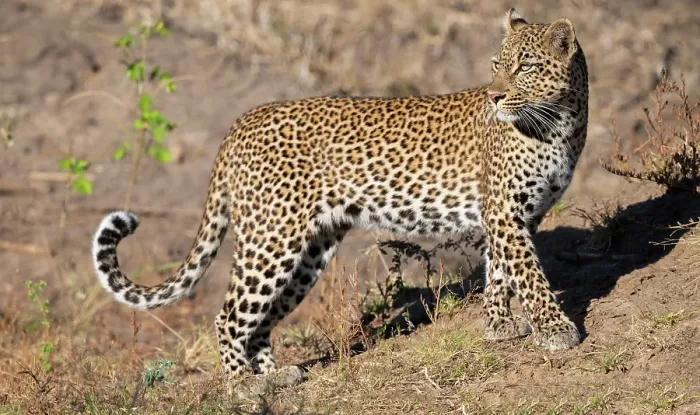Framed Print : Zambia, South Luangwa National Park. Female leopard