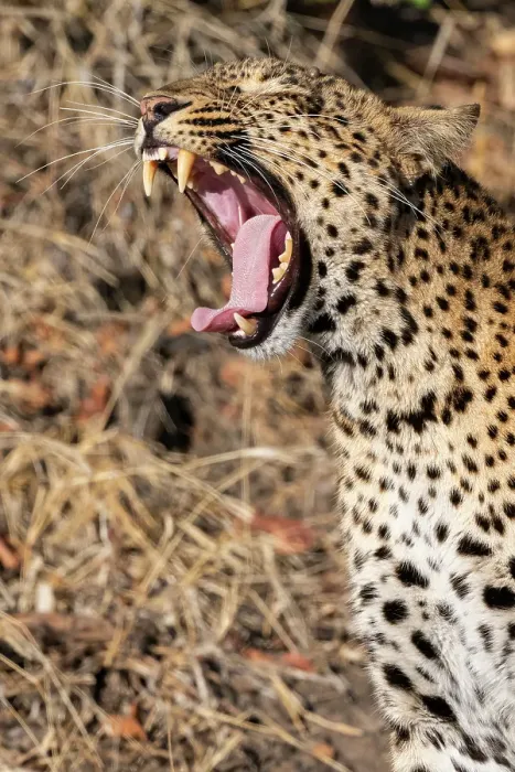 Framed Print : Zambia, South Luangwa National Park. Female leopard yawning Framed Print : Zambia, South Luangwa National Park. Female leopard yawning