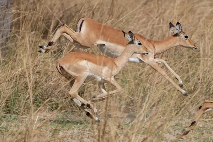 Framed Print : Zambia, South Luangwa National Park. Impala Framed Print : Zambia, South Luangwa National Park. Impala