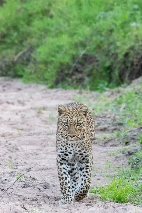 Framed Print : Zambia, South Luangwa National Park. Leopard