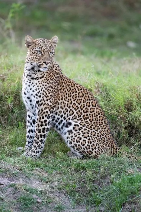 Framed Print : Zambia, South Luangwa National Park. Leopard Framed Print : Zambia, South Luangwa National Park. Leopard
