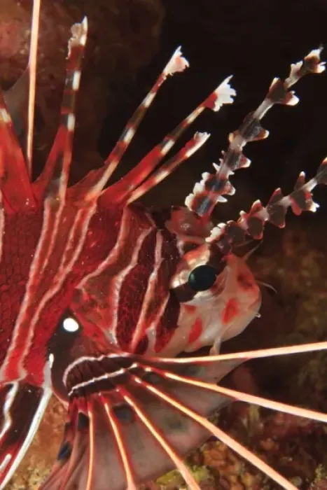 Framed Print : Zebra Lionfish (Dendrochirus zebra) Banda Sea, Indonesia