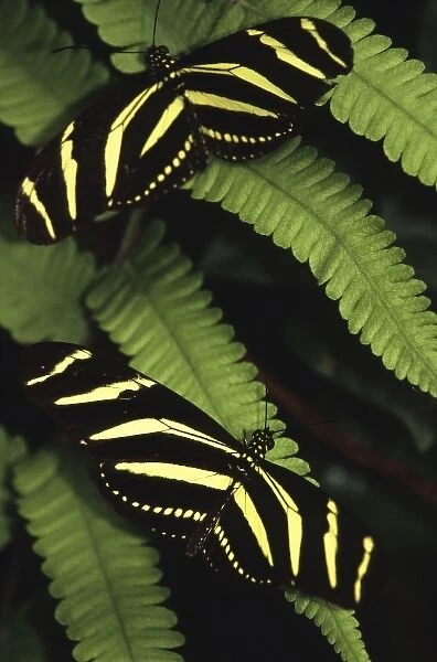 Zebra longwing butterflies (Heliconius charitonia) on fern frond, Monteverde Cloud Forest Reserve