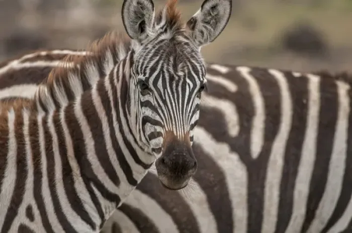 Framed Print : Zebra looking at camera Framed Print : Zebra looking at camera