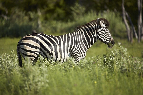 Zebra, Moremi Game Reserve, Botswana, Africa