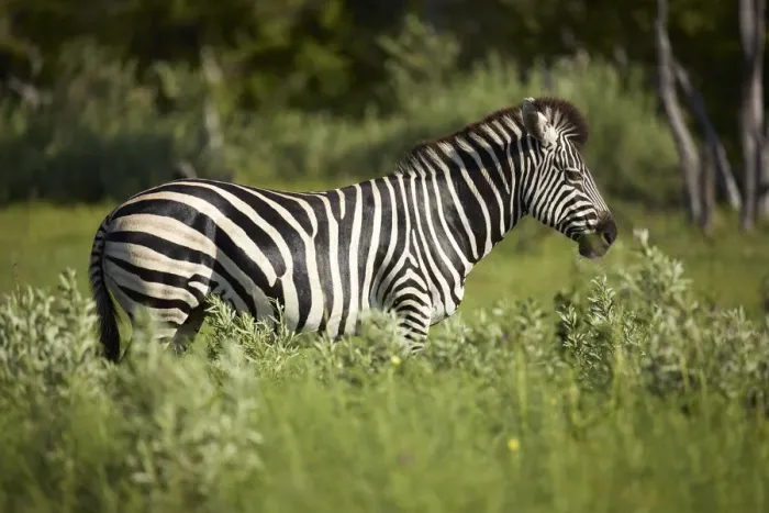 Framed Print : Zebra, Moremi Game Reserve, Botswana, Africa Framed Print : Zebra, Moremi Game Reserve, Botswana, Africa