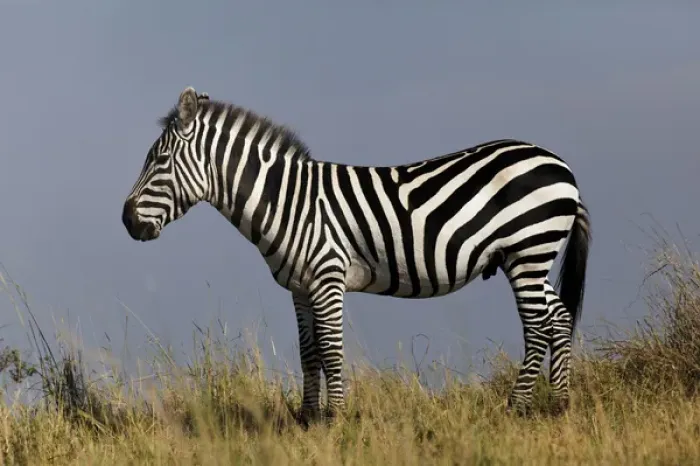 Framed Print : Zebra in profile on ridge, Masai Mara, Kenya, Africa Framed Print : Zebra in profile on ridge, Masai Mara, Kenya, Africa