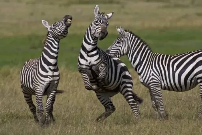 Framed Print : Zebra stallions at play in Lake Nakuru NP, Kenya