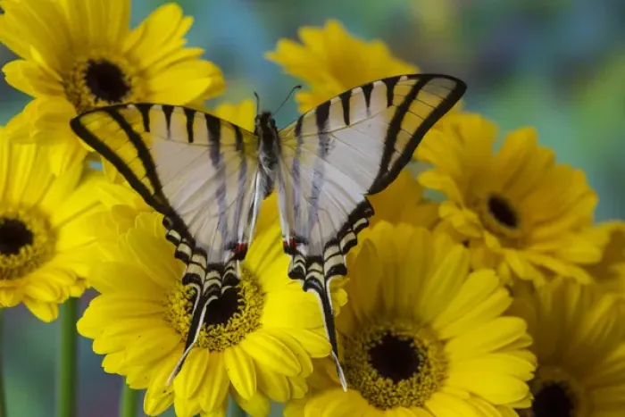 Framed Print : Zebra Swallowtail Butterfly, Eurytides agesilaus autosilaus Framed Print : Zebra Swallowtail Butterfly, Eurytides agesilaus autosilaus