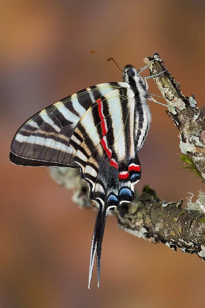 Zebra Swallowtail Butterfly, Eurytides marcellus