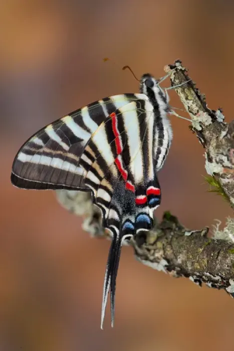 Framed Print : Zebra Swallowtail Butterfly, Eurytides marcellus Framed Print : Zebra Swallowtail Butterfly, Eurytides marcellus