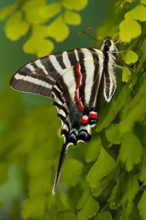 Framed Print : Zebra Swallowtail Butterfly, Eurytides marcellus Framed Print : Zebra Swallowtail Butterfly, Eurytides marcellus