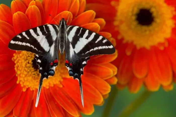 Framed Print : Zebra Swallowtail Butterfly, Eurytides marcellus