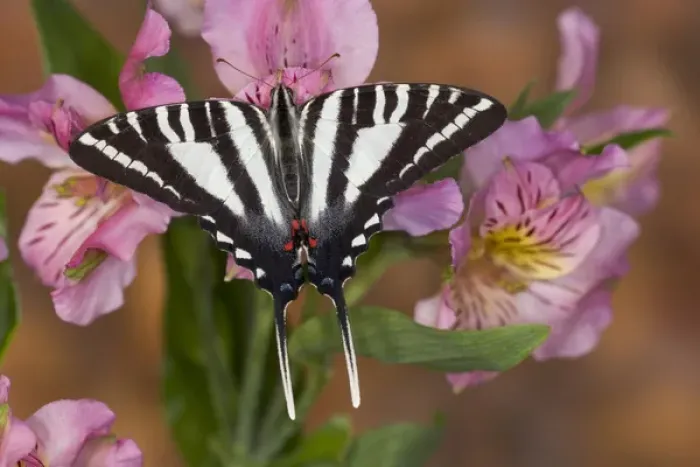 Framed Print : Zebra Swallowtail Butterfly, Eurytides marcellus Framed Print : Zebra Swallowtail Butterfly, Eurytides marcellus