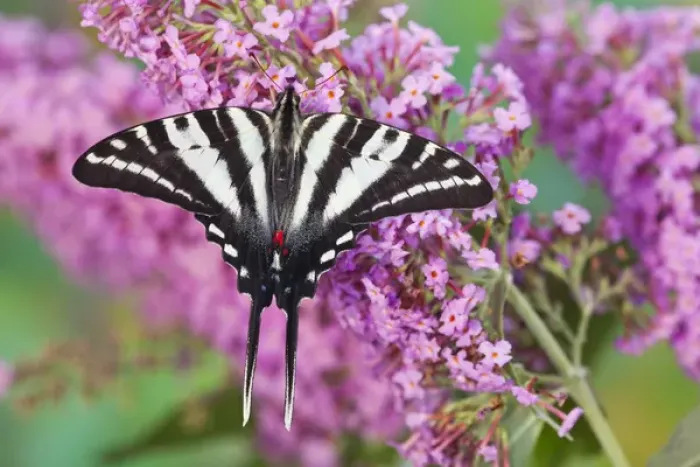 Framed Print : Zebra Swallowtail Butterfly, Eurytides marcellus Framed Print : Zebra Swallowtail Butterfly, Eurytides marcellus