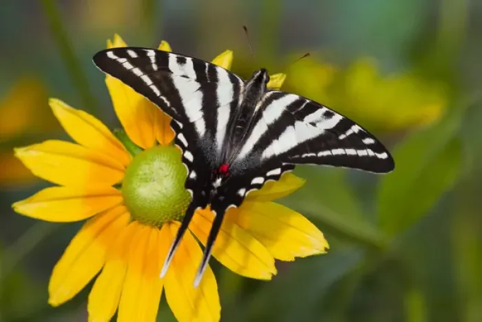 Framed Print : Zebra Swallowtail Butterfly, Eurytides marcellus Framed Print : Zebra Swallowtail Butterfly, Eurytides marcellus