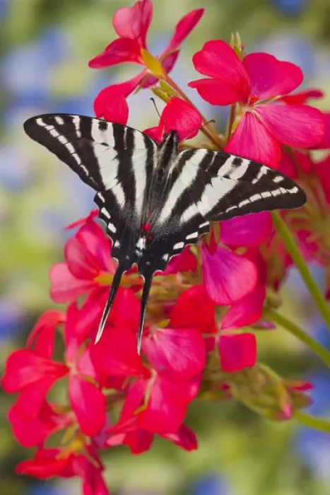 Framed Print : Zebra Swallowtail Butterfly, Eurytides marcellus Framed Print : Zebra Swallowtail Butterfly, Eurytides marcellus