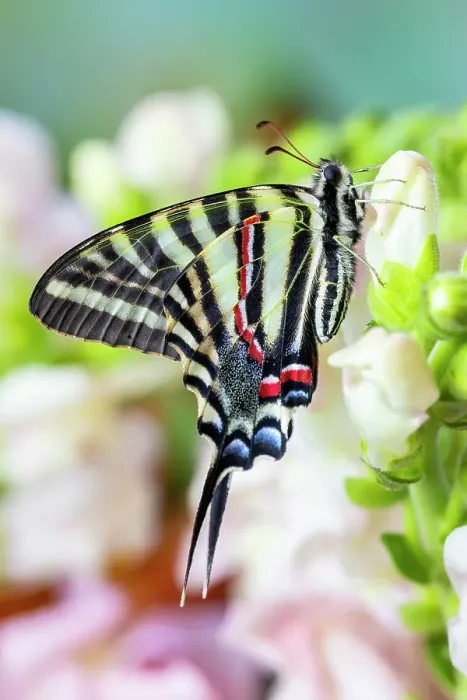 Framed Print : Zebra swallowtail butterfly, native to eastern US, resting on light pink snapdragon flowers Framed Print : Zebra swallowtail butterfly, native to eastern US, resting on light pink snapdragon flowers